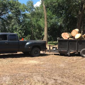 Money grows on trees