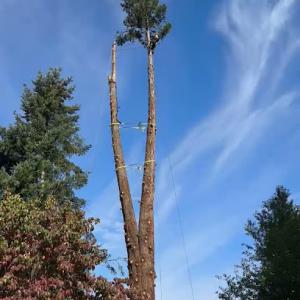 LakeView Tree Service
