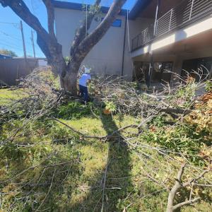 Burris Tree Service