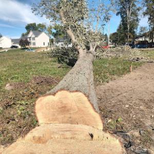 Billiter's Tree Service