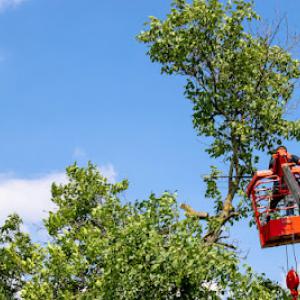 Lindquist Tree & Landscaping