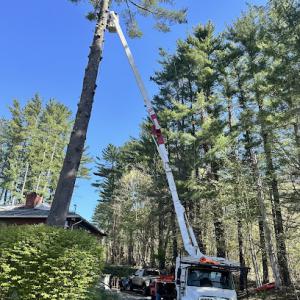 Tree Services & general contractors of CT