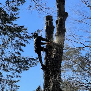 Genesis Tree Service & Landscaping