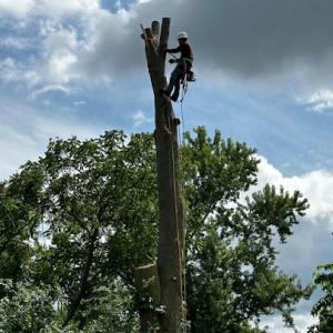 Lightning Tree service