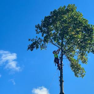 Bubba Raye Arbor Pros