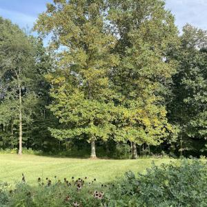 Trinity Tree Service Springboro