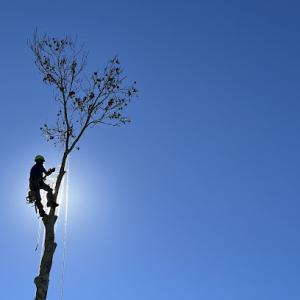 Aardvark Tree Service