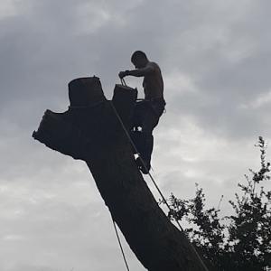 Higher Standards Tree Care