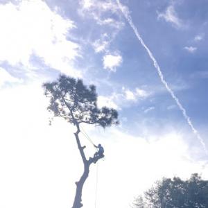 DeRosa's Tree Service