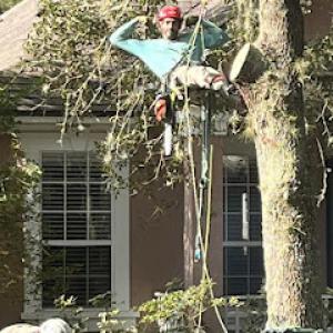 Tree Service Near Me