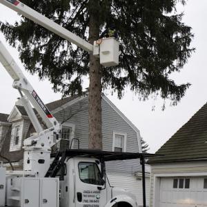 Loaeza & Vargas Tree Service