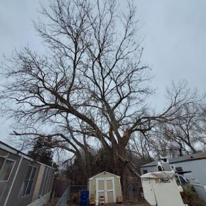 Arbor Med Tree Service