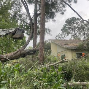 E Mykael Tree Trimming & removal service