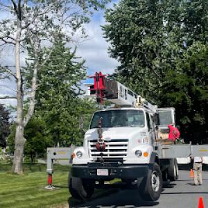 A&G Bross Tree Services