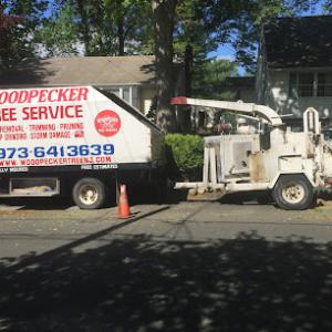 Woodpecker Tree Service