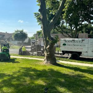 Rodriguez Tree Services