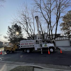 K & C Tree Service Experts