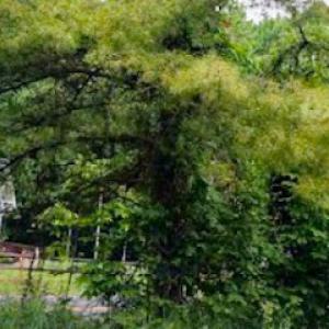 123 Landscaping, Tree Services & More