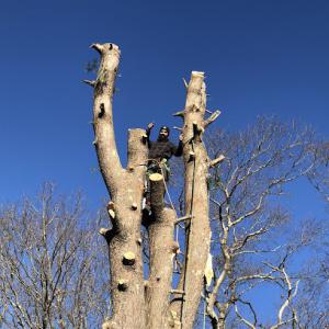 Adam's Tree Service