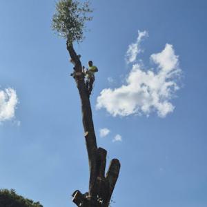 Dylan's Tree Service & Landscaping