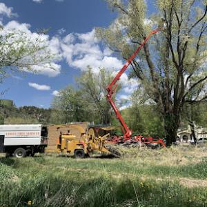 Lorax Tree Service