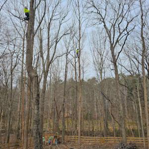 Green Leaves Tree Care