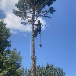 Upstate Arborists