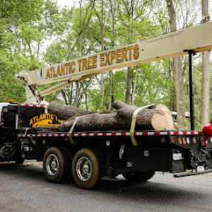 Atlantic Tree Experts