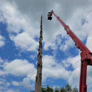 Branching Out Tree Care