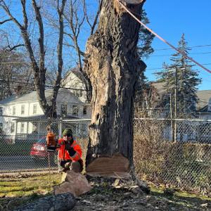 860 Hartford Tree Service