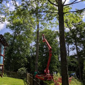 Wood Land Tree & Landscape