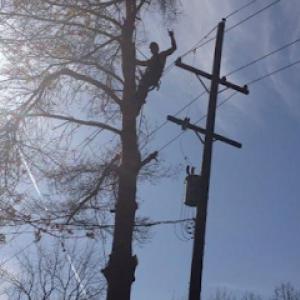 Woodchopper's Tree Service