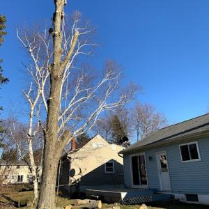 TimberMan Tree Service