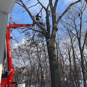 Triple Tree Care