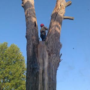 Double A's Tree Service
