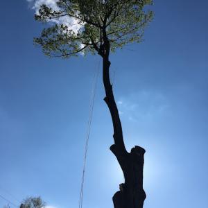 Medina Tree Service
