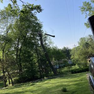 Widmer's Tree Service