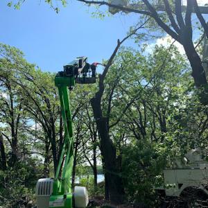 Midwest Tree Experts MN