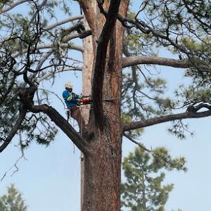 Daniel Hovarter Tree Service