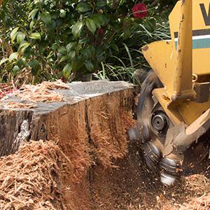 Tom's Stump Grinding