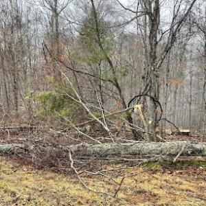 Tri-Cities Tree Service - Johnson City