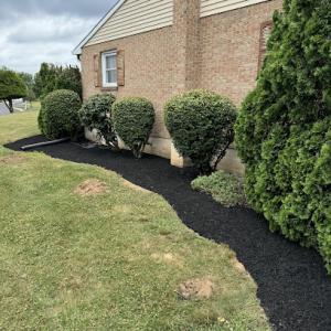 Michael Peiffer Tree service