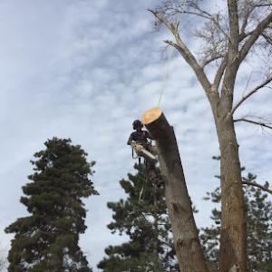 Tree Care Solutions