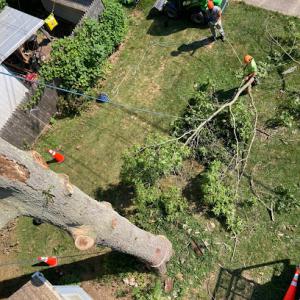 Tree Pros of America, LLC (Tree Service & Landscaping)
