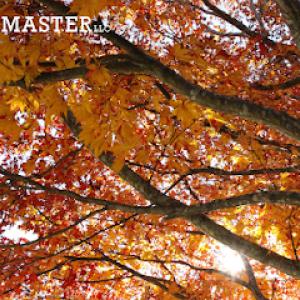 Treemaster LLC - Corning NY