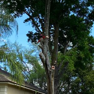 Red Oak Tree Service