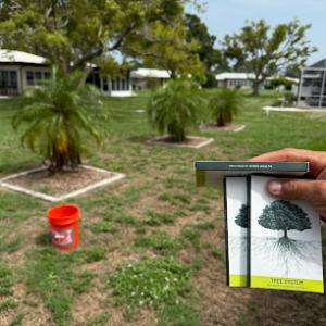 MX Trees LLC (Board Certified Master Arborist FL-9553BM)