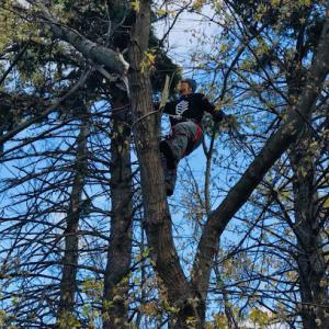 Imperial Tree Service