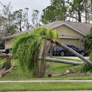 Elite Eco Arborists