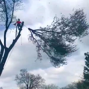 Newburgh Tree Service